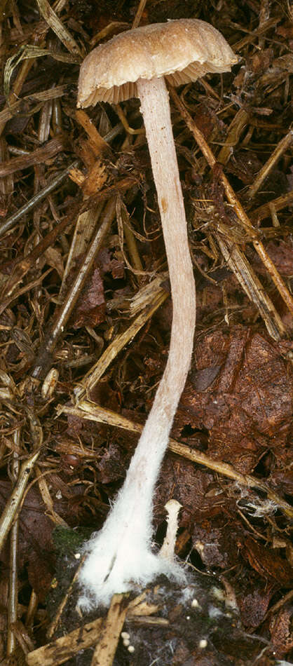 Image of Tubaria pallidispora J. E. Lange 1940