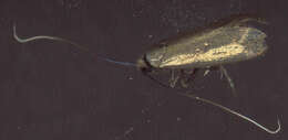 Image of Cauchas rufimitrella