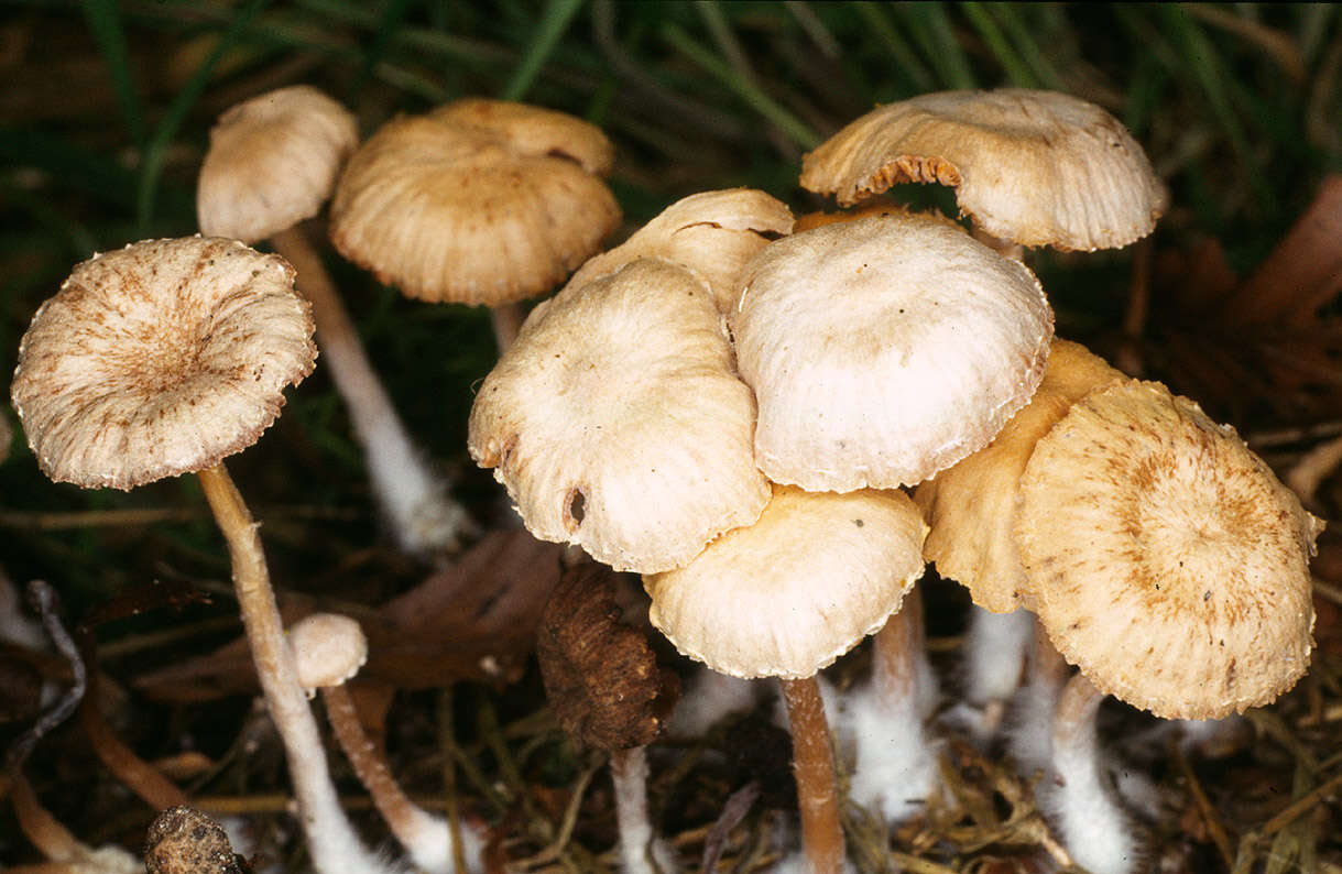 Image of Tubaria pallidispora J. E. Lange 1940