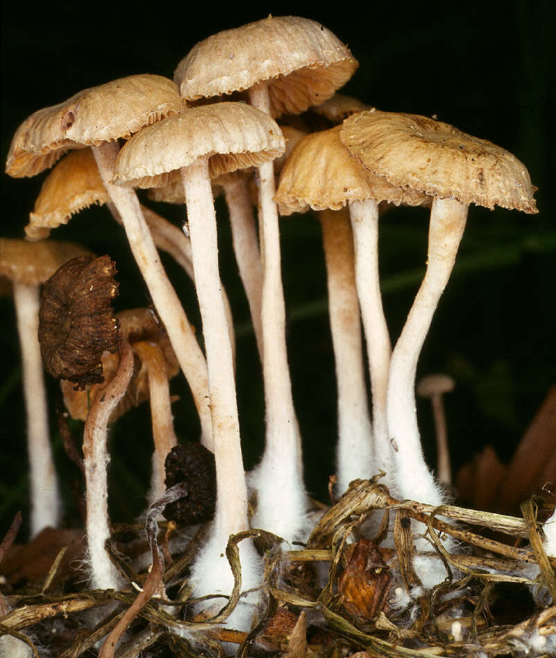 Image of Tubaria pallidispora J. E. Lange 1940