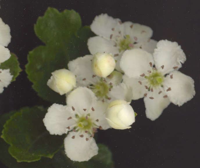 صورة Crataegus laevigata (Poir.) DC.