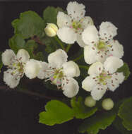 صورة Crataegus laevigata (Poir.) DC.