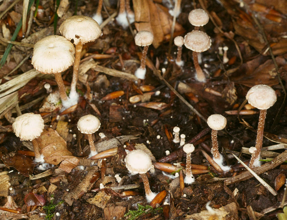 Image of Tubaria pallidispora J. E. Lange 1940