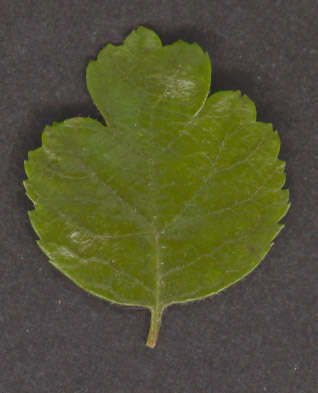 Image of Midland Hawthorn