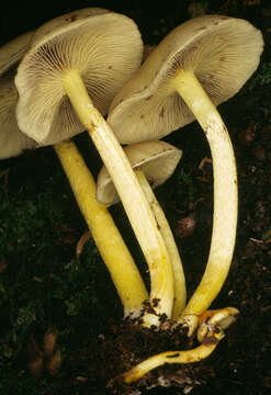 Image of Hypholoma fasciculare (Huds.) P. Kumm. 1871