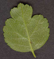 Image of Midland Hawthorn