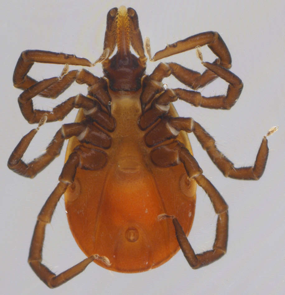 Image of Common sheep tick