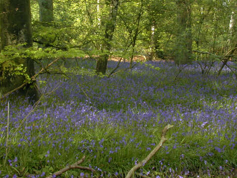 Image of Common Bluebell