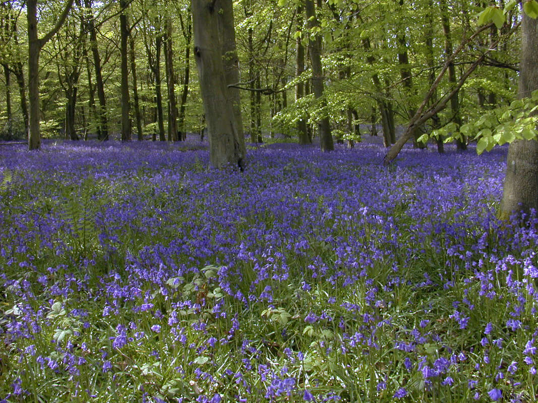 Image of Common Bluebell