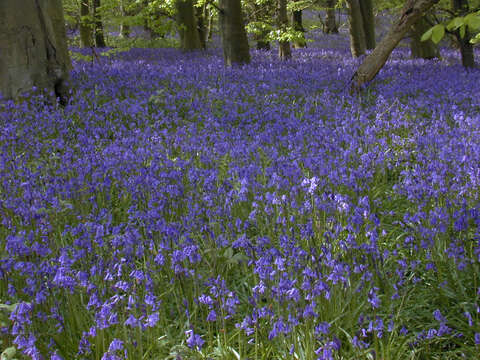 Image of Common Bluebell