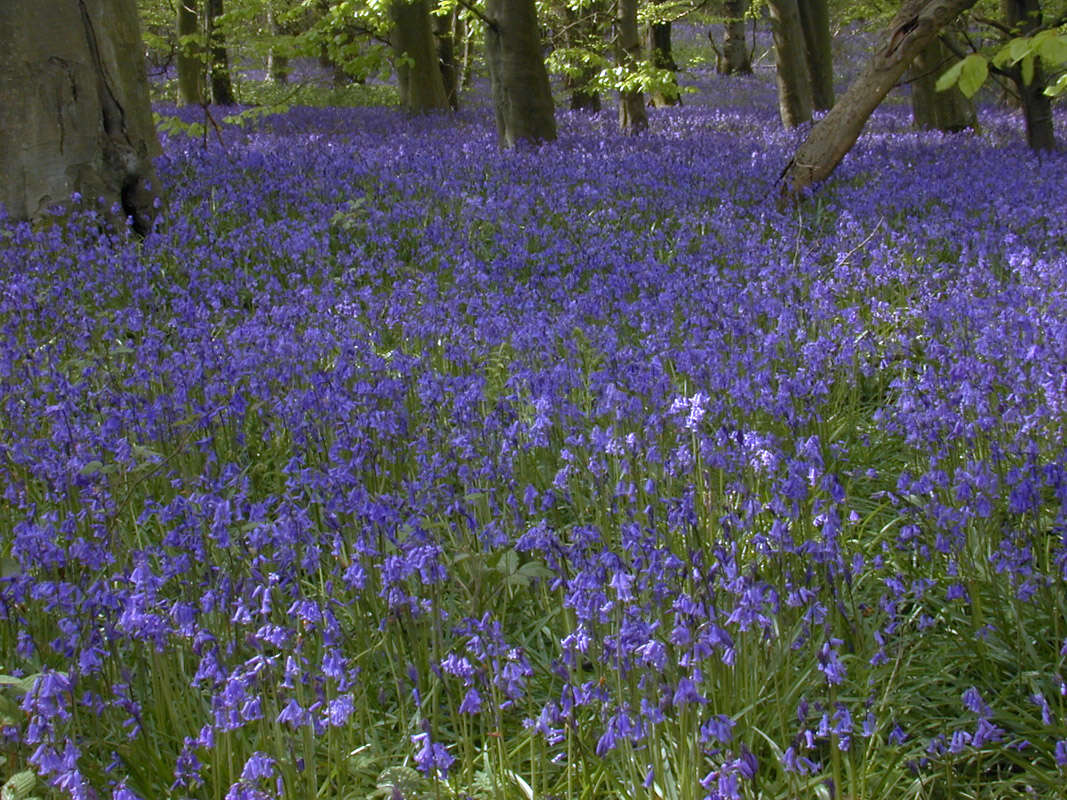 Image of Common Bluebell