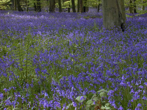 Image of Common Bluebell