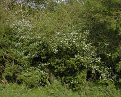 صورة Crataegus laevigata (Poir.) DC.