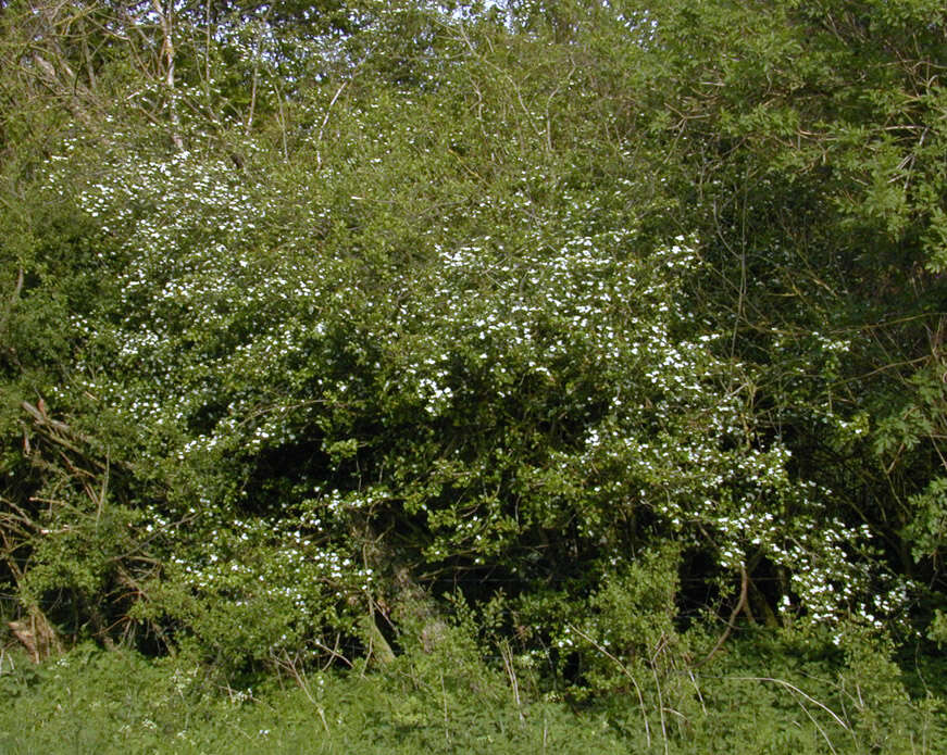 Image of Midland Hawthorn