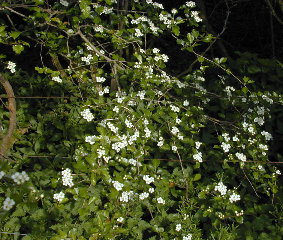 صورة Crataegus laevigata (Poir.) DC.