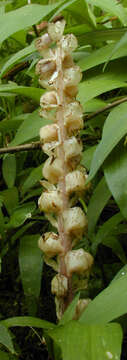 Image of common toothwort