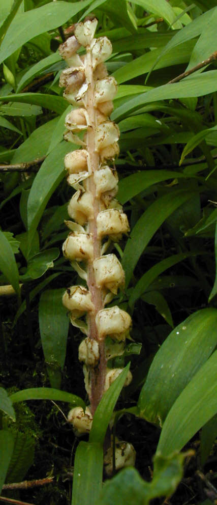 Image of common toothwort