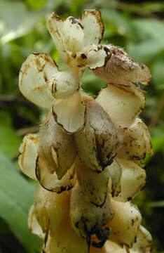 Image of common toothwort