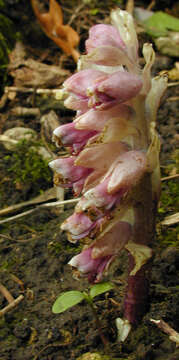 Image of common toothwort