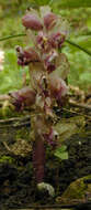 Image of common toothwort