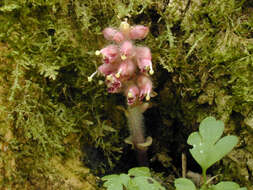 Image of common toothwort