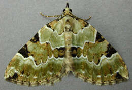 Colostygia pectinataria Knoch 1781 resmi