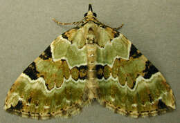 Colostygia pectinataria Knoch 1781 resmi