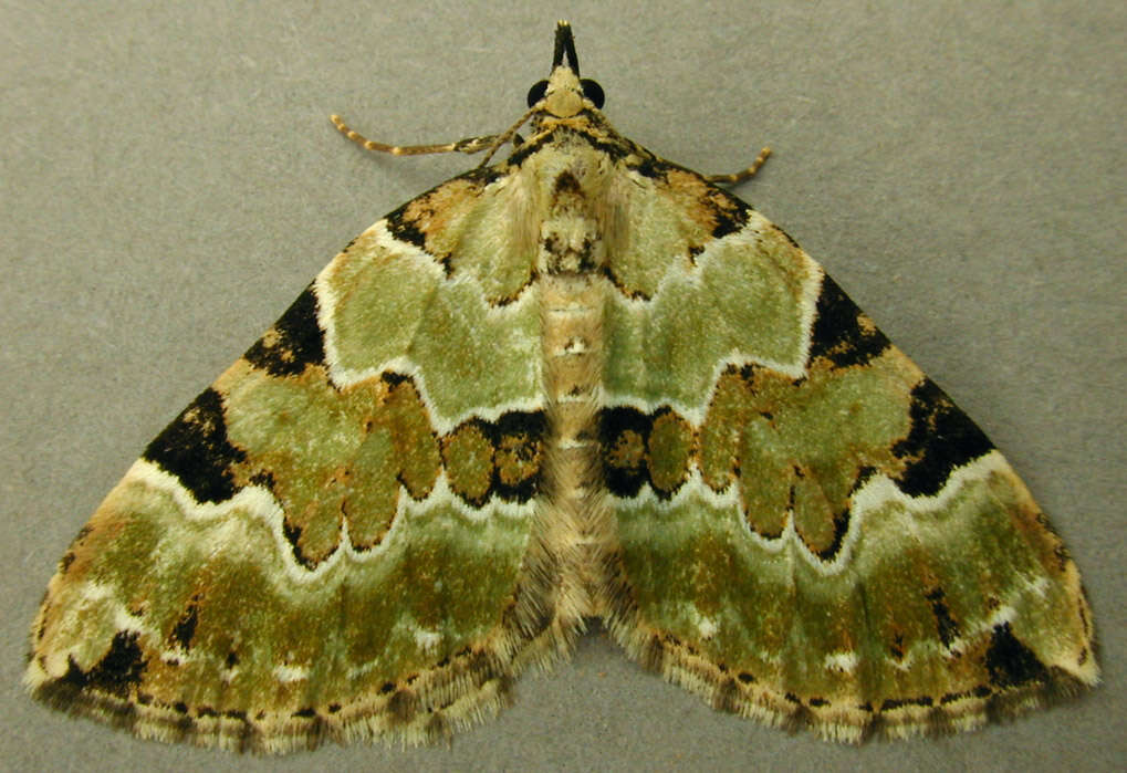 Colostygia pectinataria Knoch 1781 resmi