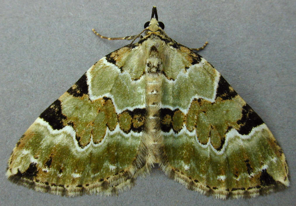 Colostygia pectinataria Knoch 1781 resmi