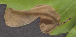 Image of Dyseriocrania subpurpurella Haworth 1828