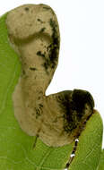 Image of Dyseriocrania subpurpurella Haworth 1828