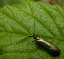 Image of Lepidoptera