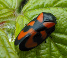 Image of Red-and-black Froghopper