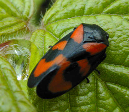 Image of Red-and-black Froghopper