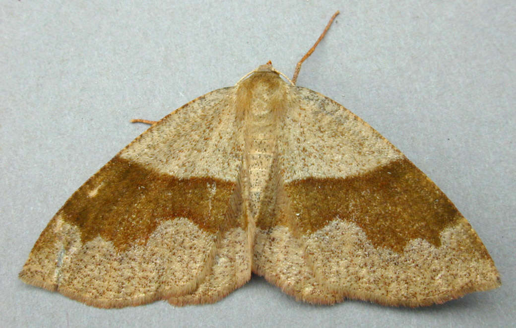 Слика од Plagodis pulveraria Linnaeus 1758