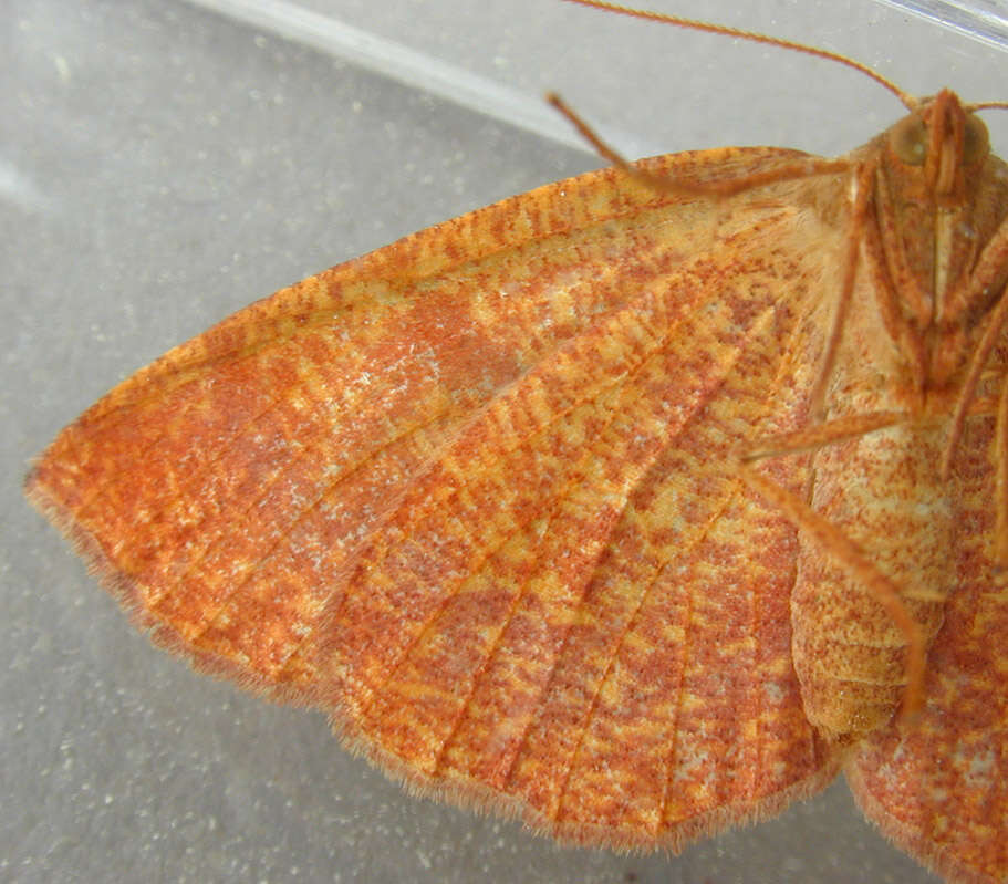 Слика од Plagodis pulveraria Linnaeus 1758