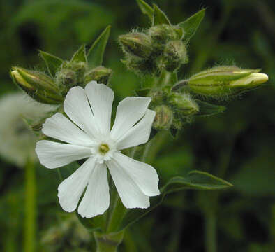 Image of Bladder Campion