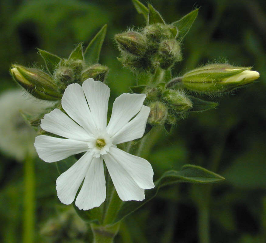 Image de Silene latifolia Poir.