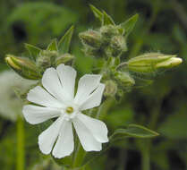 Image of Bladder Campion