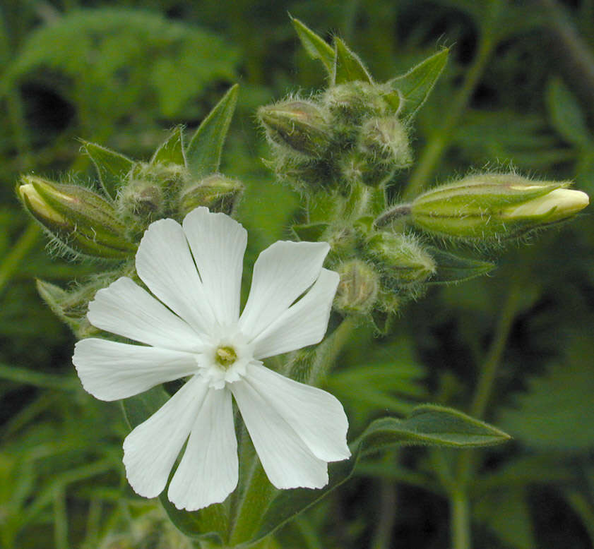 Image de Silene latifolia Poir.