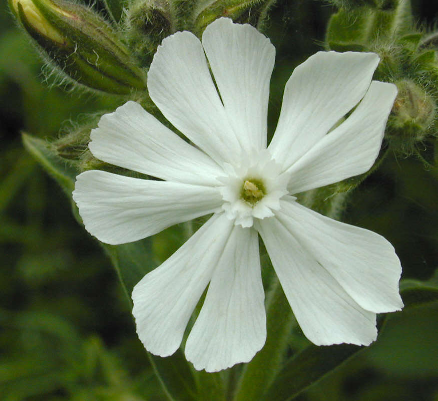 Image de Silene latifolia Poir.