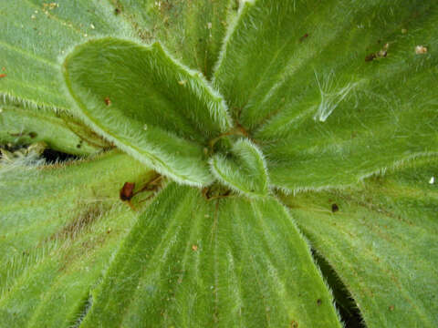 Image of Hoary Plantain