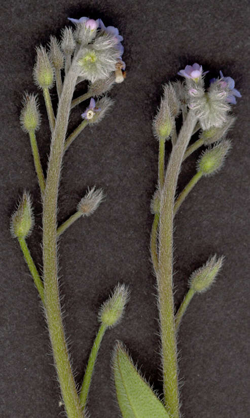 Слика од Myosotis arvensis (L.) Hill