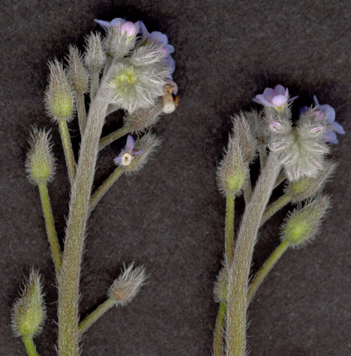 Слика од Myosotis arvensis (L.) Hill