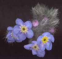 Слика од Myosotis arvensis (L.) Hill