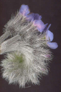 Image of field forget-me-not