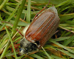 Image of Common cockchafer