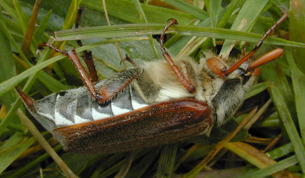 Image of Common cockchafer