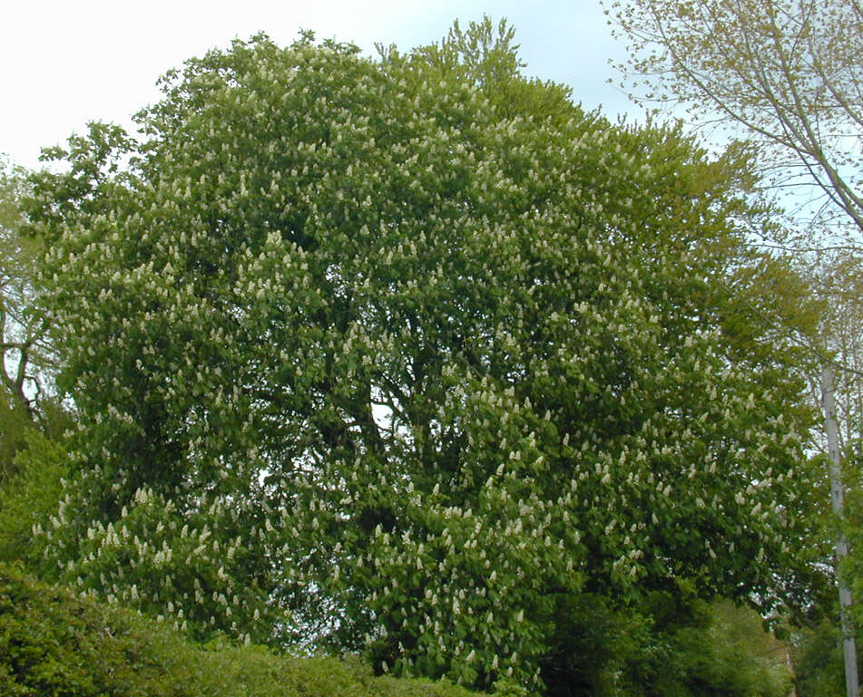 Image of European horse chestnut