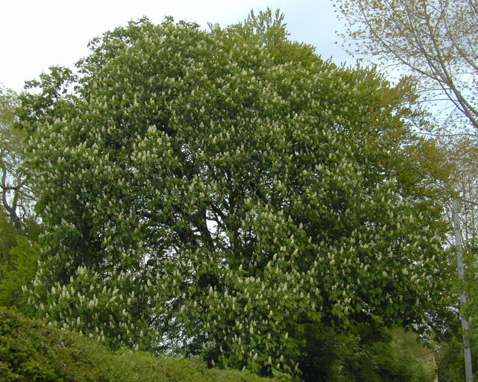 Image of European horse chestnut